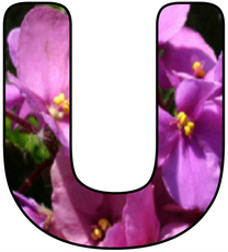 Blumenbuchstabe-U.jpg